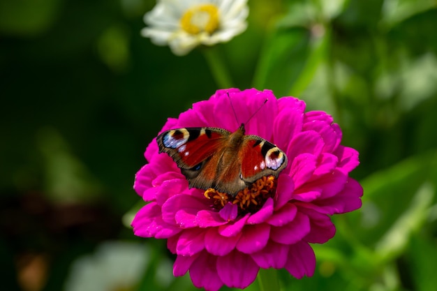 Algais io assis sur une fleur rose macro photographie Papillon paon sur une photo de jardin de zinnia rose