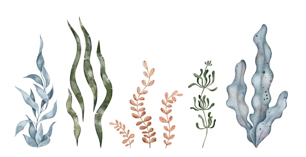 Algues bleues et vertes feuilles d'algues varech Plante sous-marine Illustration aquarelle dessinée à la main Marine