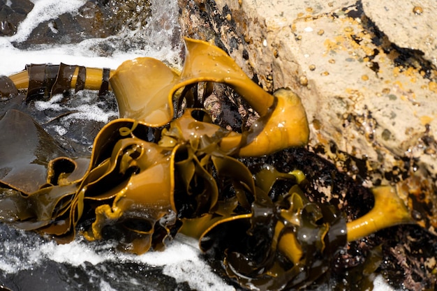 Photo des algues bull kelp poussant sur les rochers des algues marines comestibles prêtes à être récoltées dans l'océan