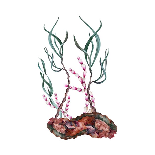 Photo algues marines océaniques tropicales sur des roches illustration à l'aquarelle élément de conception peint à la main