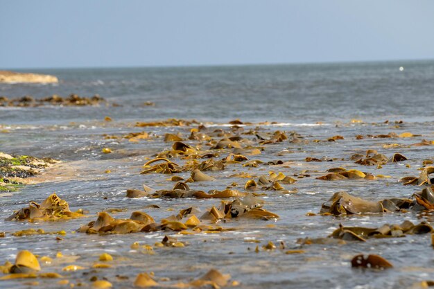 Algues de mer bull qui poussent sur une côte rocheuse au bord de l'océan en Australie