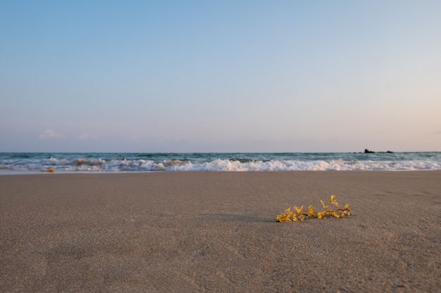 Photo algues sur la plage