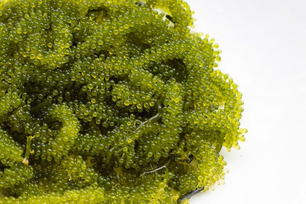 Photo algues de raisin de mer sur un fond blanc