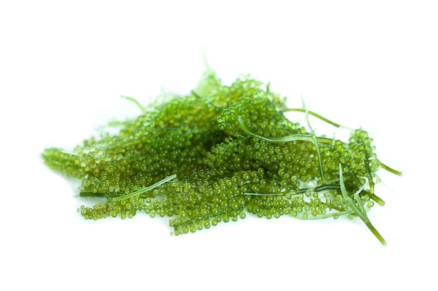 Algues de raisins de mer (caviar vert), alimentation saine.