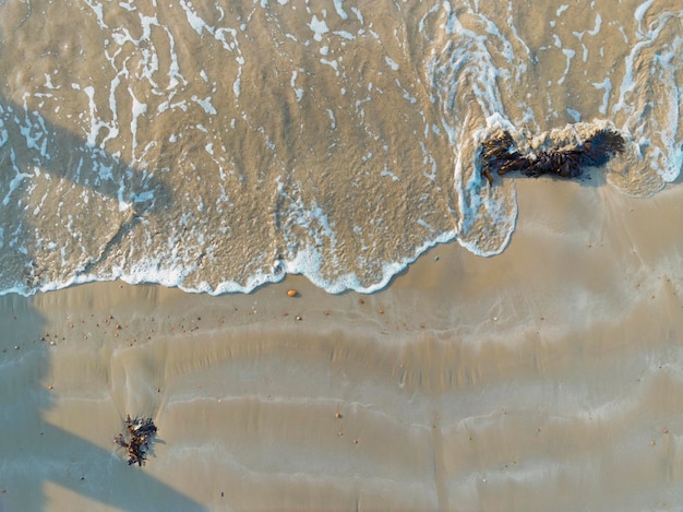 Les algues se font effleurer par la mer