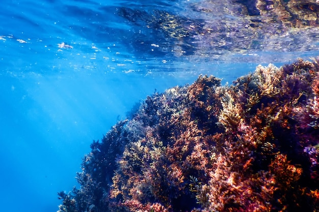 Algues sous-marines Algues marines en eaux peu profondes près de la surface