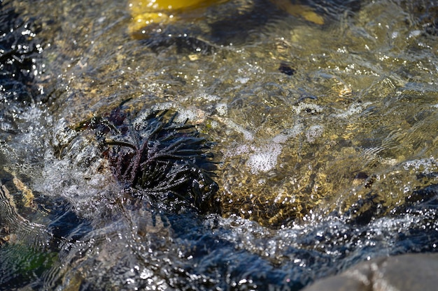 Algues de varech de Bull poussant sur des rochers Algues comestibles prêtes à être récoltées dans l'océan