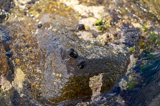 Algues et varech de taureau poussant sur des rochers dans l'océan en Australie Vagues déplaçant des algues sur des rochers et coulant avec la marée au Japon