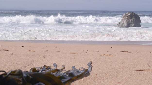 Algues de varech sur les vagues de l'océan de sable se brisant sur la côte de la californie éclaboussant la mer