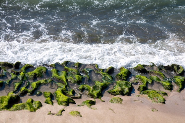 Algues vertes au bord de la mer