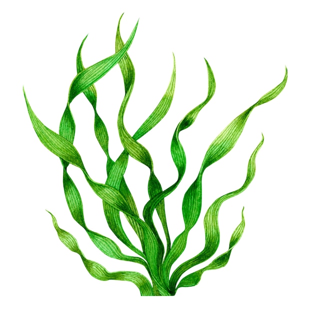 Photo algues vertes dessinées à la main aquarelle, feuilles de varech sur blanc