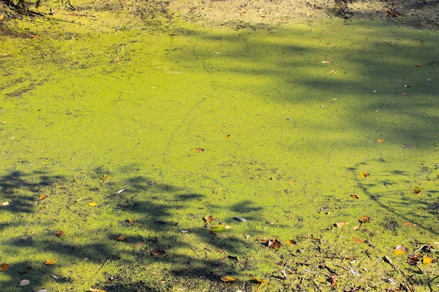 Algues vertes et lentilles d'eau à la surface de l'eau