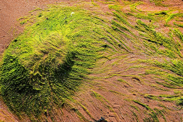 Algues vertes sur une pierre au bord de la mer