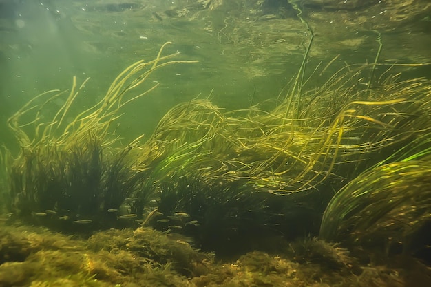 algues vertes sous l'eau dans le paysage fluvial paysage fluvial, nature écologique
