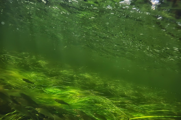 algues vertes sous l'eau dans le paysage fluvial paysage fluvial, nature écologique