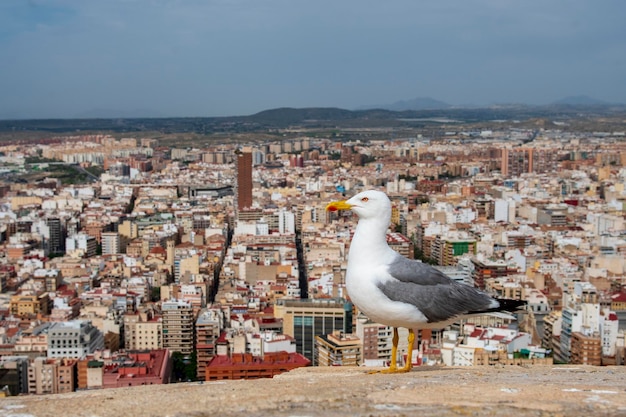 Alicante est une ville et une municipalité d'espagne capitale de la province de la communauté valencienne