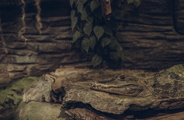 Aligator masqué dans un environnement reposant sur la pierre
