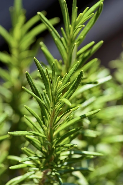 Photo aliment; plante de romarin dans un jardin