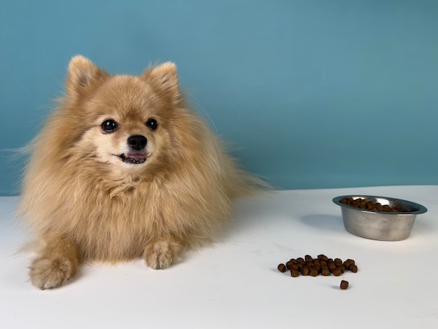 Alimentation de l'animal de compagnie belle petite race petit chiot Pomeranian Spitz chien Chien en bonne santé regarde un bol avec de la nourriture sèche sur fond bleu et va manger