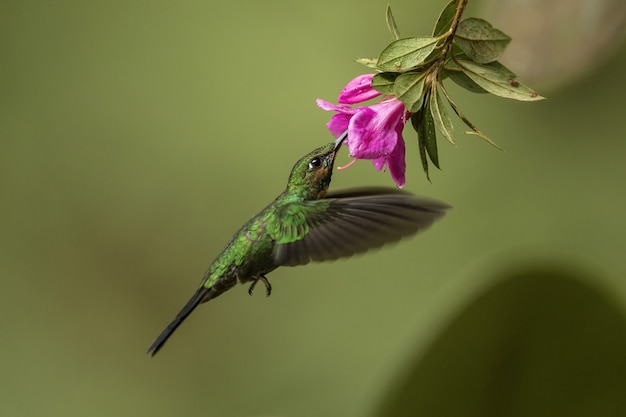 Alimentation brillante à couronne verte en vol à partir d'un capitule en fleurs