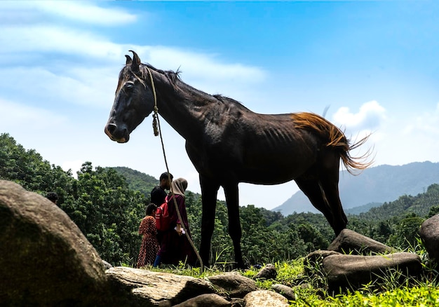 L'alimentation des chevaux en champ vert