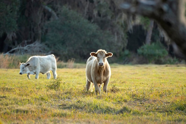 Alimentation du bétail sur les prairies des terres agricoles Vaches laitières qui paissent sur les pâturages verts de la ferme par une chaude journée d'été