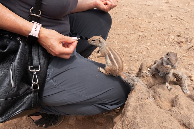 L'alimentation à la main du spermophile de Barbarie Fuerteventura Canaries Espagne