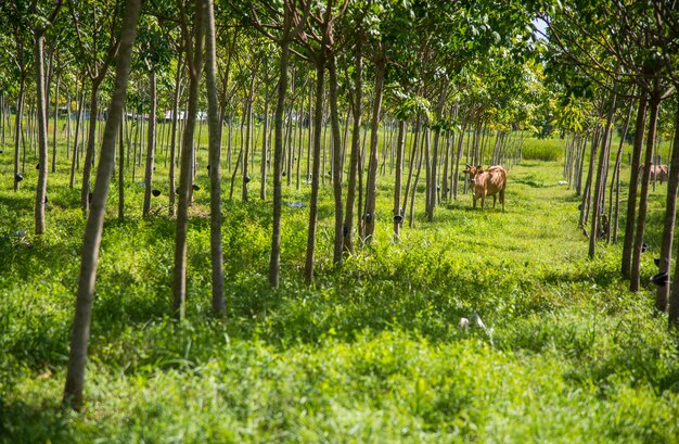 L&#39;alimentation naturelle des vaches permet à la vache de se nourrir.