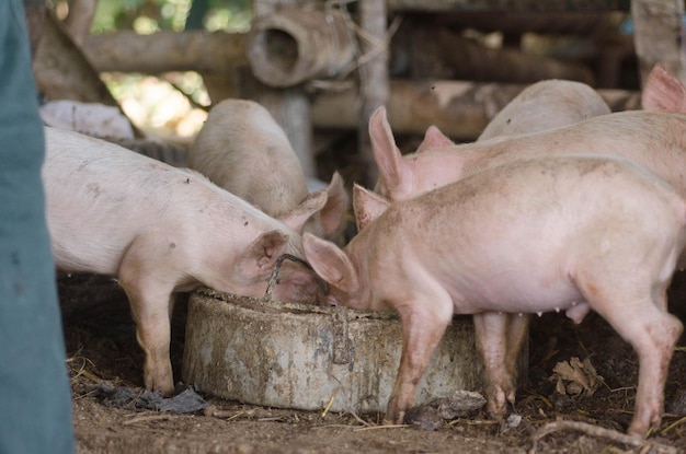 Photo l'alimentation des porcelets