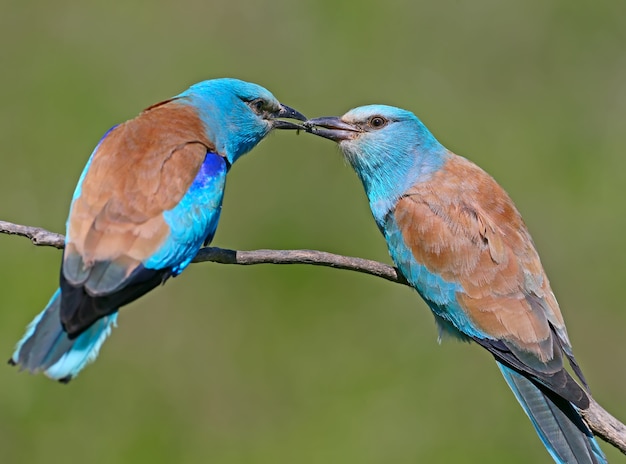 Alimentation rituelle par un rouleau européen mâle d'une femelle pendant la saison des amours. Les deux oiseaux sont assis sur une branche sur un fond vert flou
