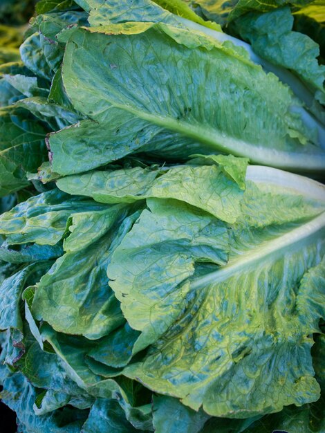 Aliments biologiques frais au marché de producteurs locaux. Les marchés de producteurs sont un moyen traditionnel de vendre des produits agricoles.