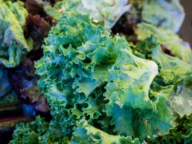 Aliments biologiques frais au marché de producteurs locaux. Les marchés de producteurs sont un moyen traditionnel de vendre des produits agricoles.