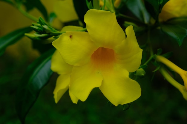 Allamanda cathartica, communément appelée trompette dorée, trompette commune et allamanda jaune.