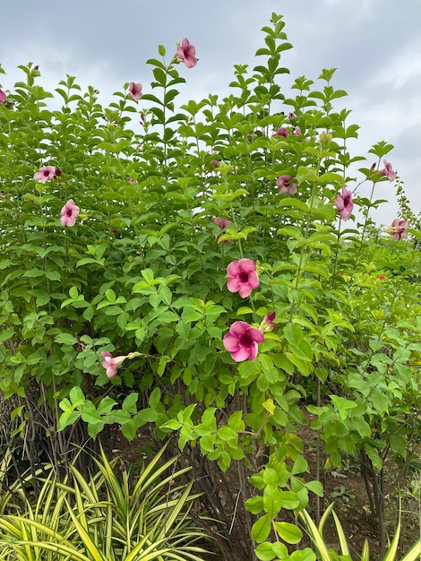 Allamanda fleur plante Allamanda blanchetti violet allamanda fleur plante