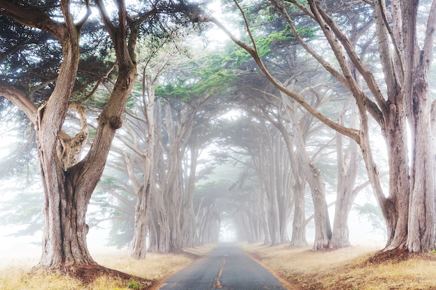 Allée d'arbres au matin brumeux