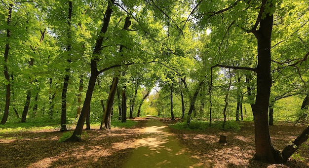 allée d'arbres d'automne dans le parc