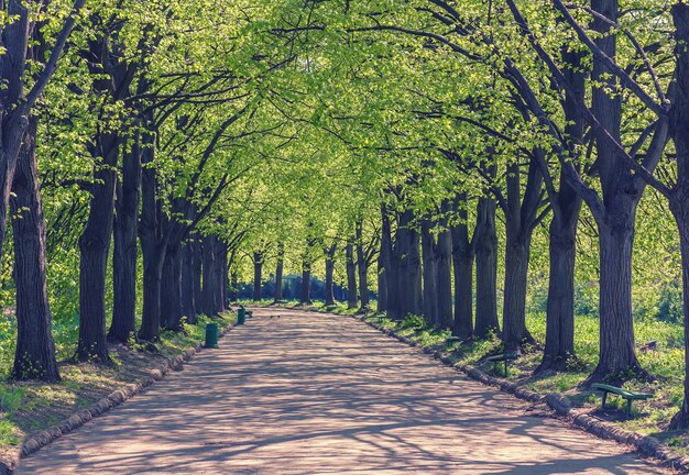 Allée avec des arbres dans le parc