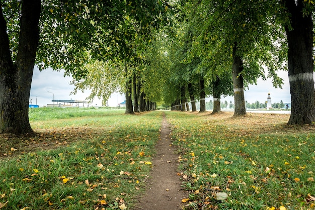 Allée d'arbres verts, chemin pour se promener au grand air à l'extérieur de la ville.