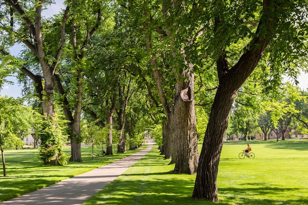 Allée d'arbres avec de vieux arbres sur le campus universitaire.