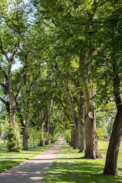 Allée d'arbres avec de vieux arbres sur le campus universitaire.