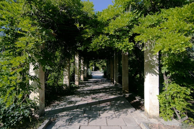 Une allée avec une arche de branches d'arbres