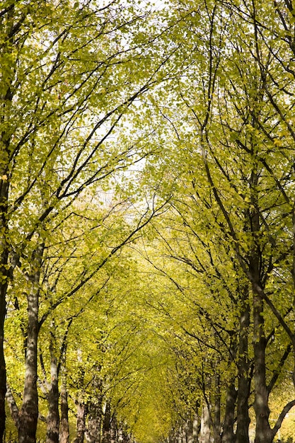 allée d&#39;automne