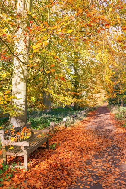 Allée d'automne