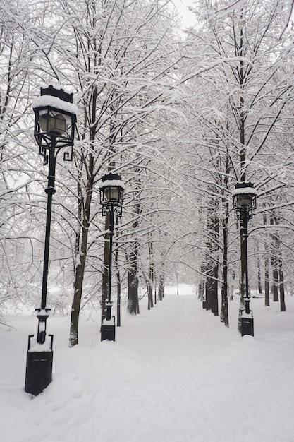 L'allée aux lanternes dans le parc d'hiver