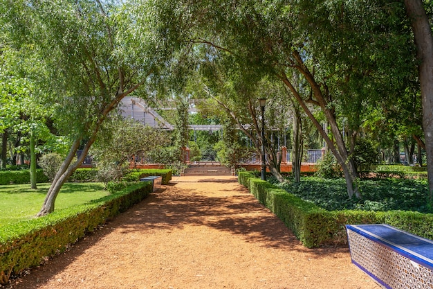 Allée en brique orange dans le parc arboré et troènes sur les côtés. Concept santé, route, tranquillité.