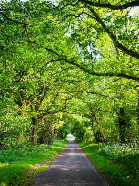 Allée des chênes dans le sud de l'Angleterre