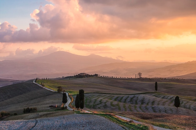 Allée de cyprès et de champs agricoles au lever du soleil. Campagne italienne. Val d'Orcia. Toscane. Italie. L'Europe 