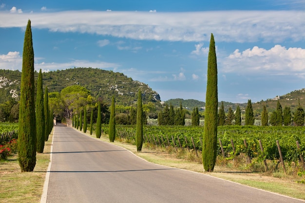 Allée de cyprès à travers les vignes du sud de la France