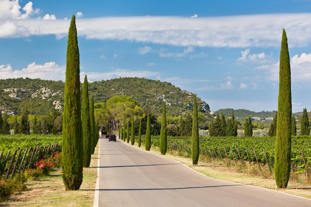 Allée de cyprès à travers les vignes