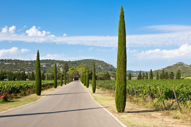 Photo allée de cyprès à travers les vignobles du sud de la france